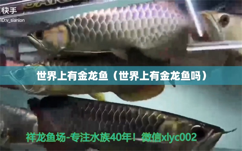 世界上有金龍魚（世界上有金龍魚嗎） 祥龍水族醫(yī)院