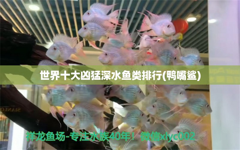 世界十大兇猛深水魚類排行(鴨嘴鯊)