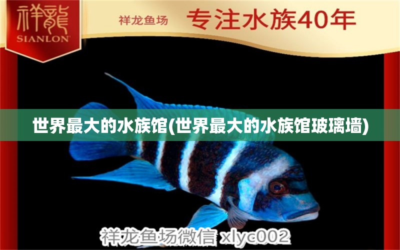 世界最大的水族館(世界最大的水族館玻璃墻) 白寫錦鯉魚 第1張