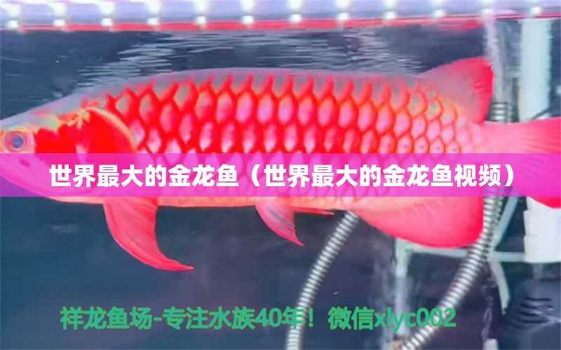 世界最大的金龍魚（世界最大的金龍魚視頻） 廣州龍魚批發(fā)市場