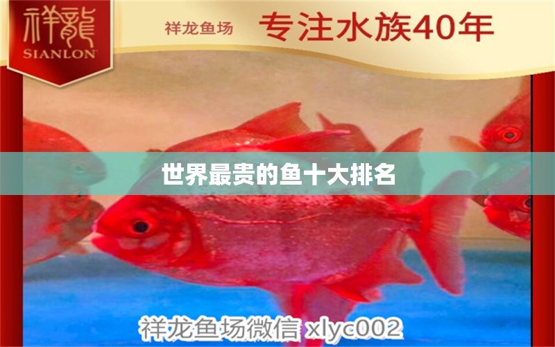 世界最貴的魚(yú)十大排名