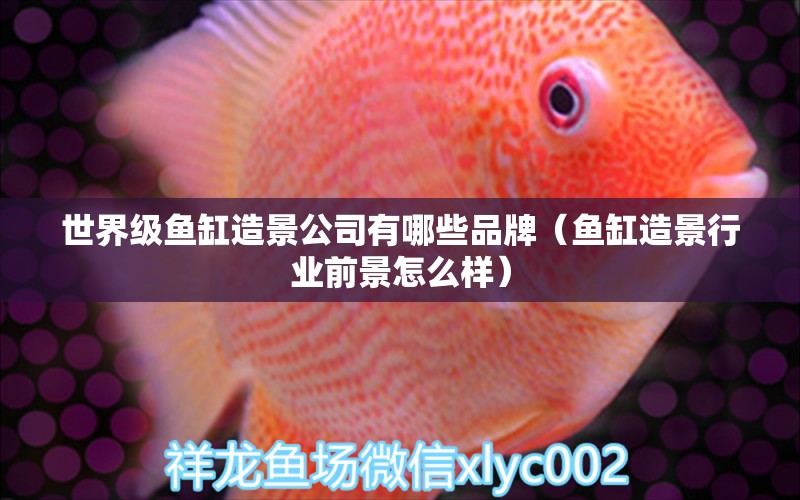 世界級(jí)魚缸造景公司有哪些品牌（魚缸造景行業(yè)前景怎么樣）