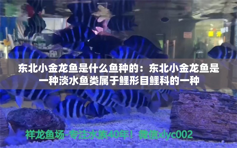 東北小金龍魚是什么魚種的：東北小金龍魚是一種淡水魚類屬于鯉形目鯉科的一種 水族問(wèn)答 第2張