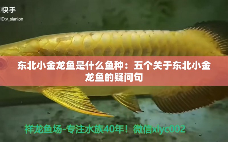 東北小金龍魚是什么魚種：五個關(guān)于東北小金龍魚的疑問句 水族問答 第2張