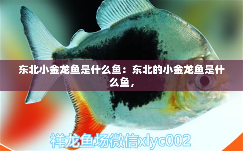 東北小金龍魚是什么魚：東北的小金龍魚是什么魚， 水族問答 第1張