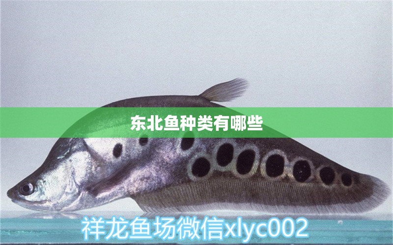 東北魚種類有哪些