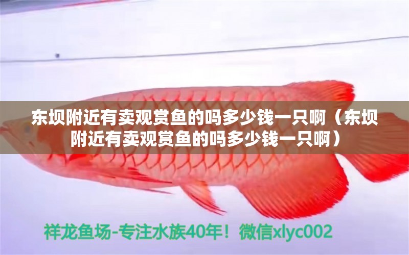 東壩附近有賣觀賞魚的嗎多少錢一只?。|壩附近有賣觀賞魚的嗎多少錢一只啊）