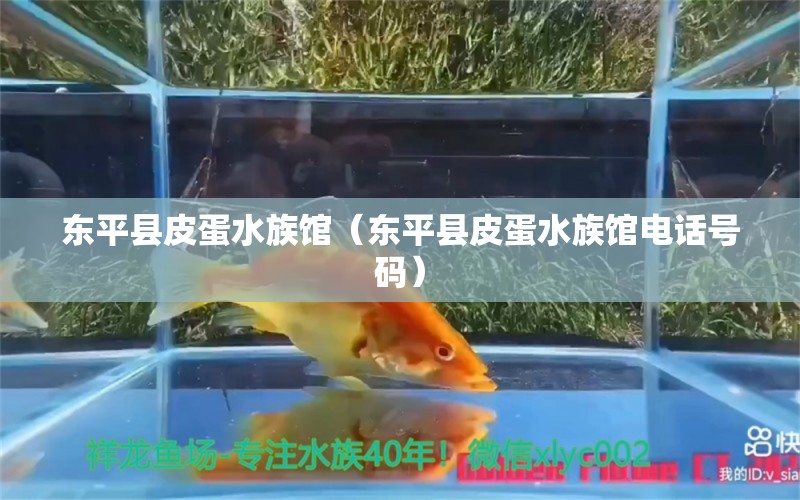 東平縣皮蛋水族館（東平縣皮蛋水族館電話號碼）