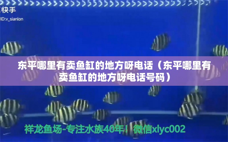 東平哪里有賣魚(yú)缸的地方呀電話（東平哪里有賣魚(yú)缸的地方呀電話號(hào)碼）