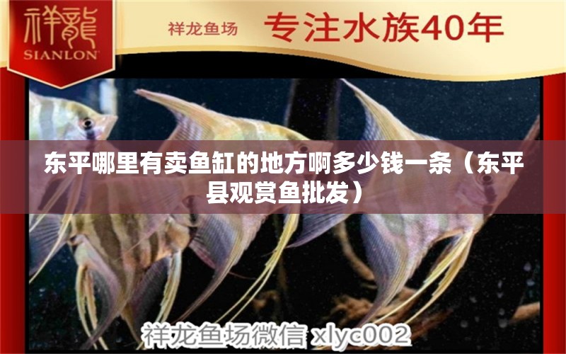 東平哪里有賣魚缸的地方啊多少錢一條（東平縣觀賞魚批發(fā)）