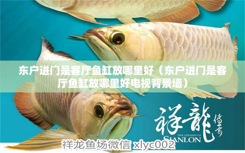 東戶進門是客廳魚缸放哪里好（東戶進門是客廳魚缸放哪里好電視背景墻）