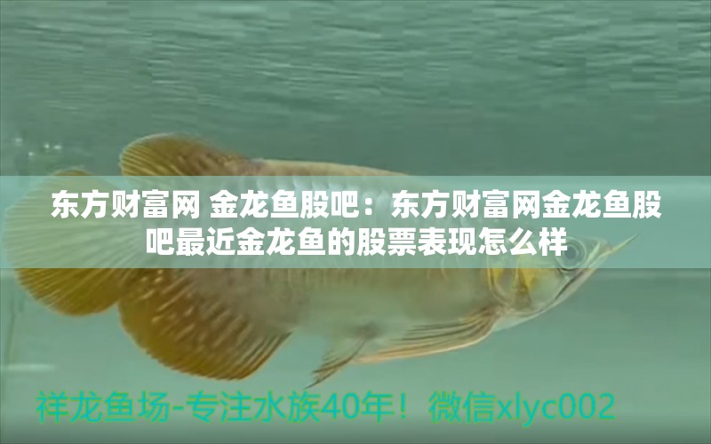 東方財(cái)富網(wǎng) 金龍魚(yú)股吧：東方財(cái)富網(wǎng)金龍魚(yú)股吧最近金龍魚(yú)的股票表現(xiàn)怎么樣 水族問(wèn)答 第2張