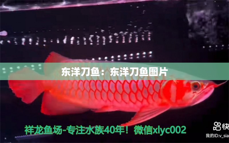 東洋刀魚：東洋刀魚圖片 白子球鯊魚