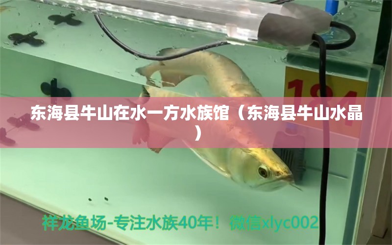 東?？h牛山在水一方水族館（東?？h牛山水晶）