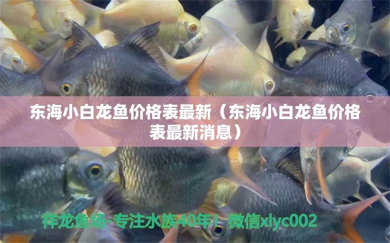 東海小白龍魚價格表最新（東海小白龍魚價格表最新消息）