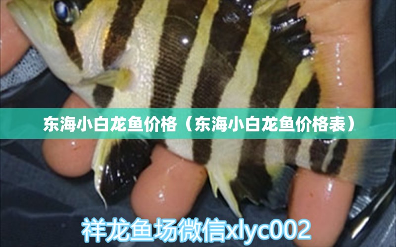 東海小白龍魚價格（東海小白龍魚價格表）