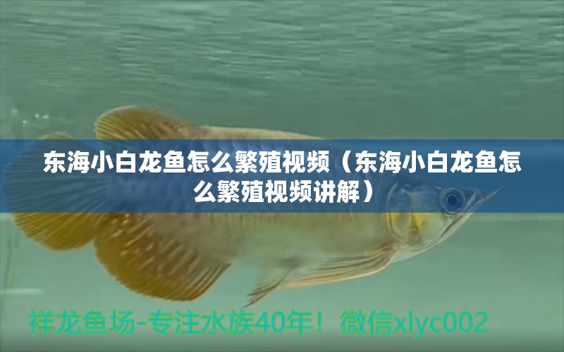 東海小白龍魚怎么繁殖視頻（東海小白龍魚怎么繁殖視頻講解）