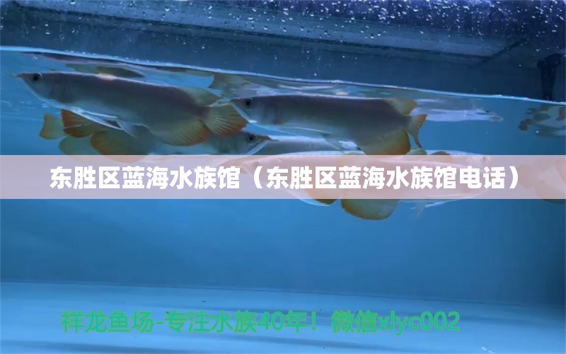 東勝區(qū)藍(lán)海水族館（東勝區(qū)藍(lán)海水族館電話）