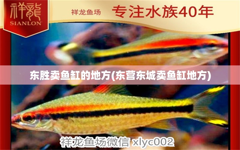 東勝賣魚(yú)缸的地方(東營(yíng)東城賣魚(yú)缸地方) 斑馬鴨嘴魚(yú)