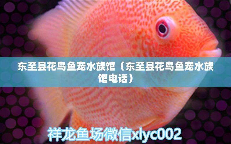 東至縣花鳥(niǎo)魚(yú)寵水族館（東至縣花鳥(niǎo)魚(yú)寵水族館電話）