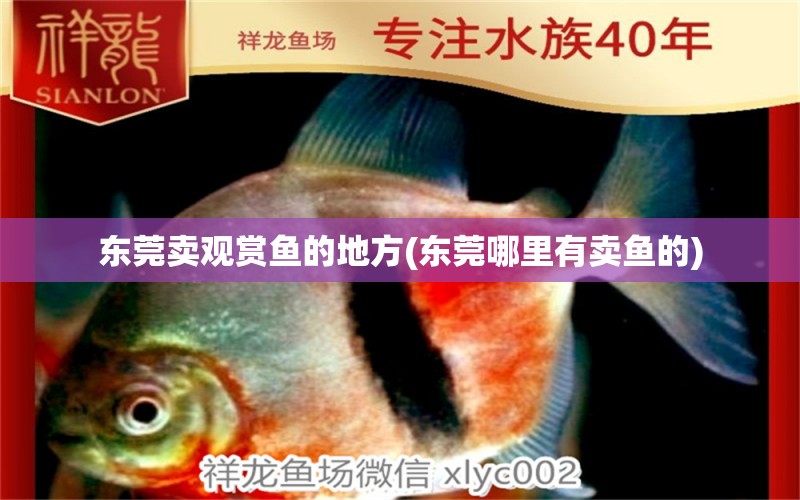 東莞賣觀賞魚的地方(東莞哪里有賣魚的) 黑帝王魟魚