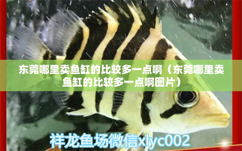 東莞哪里賣魚缸的比較多一點啊（東莞哪里賣魚缸的比較多一點啊圖片） 祥龍水族醫(yī)院