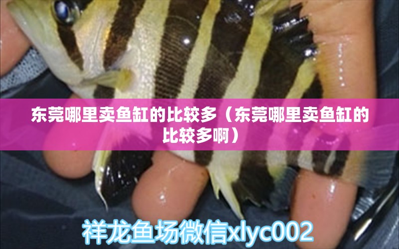 東莞哪里賣魚缸的比較多（東莞哪里賣魚缸的比較多?。?祥龍水族醫(yī)院