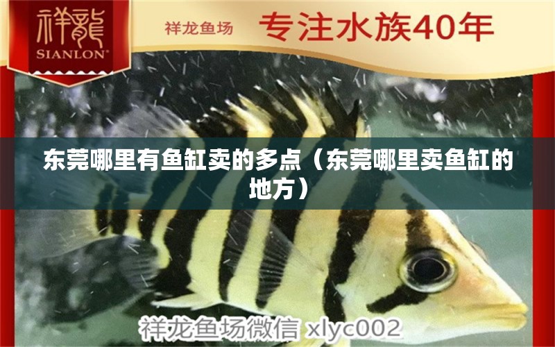 東莞哪里有魚缸賣的多點(diǎn)（東莞哪里賣魚缸的地方）