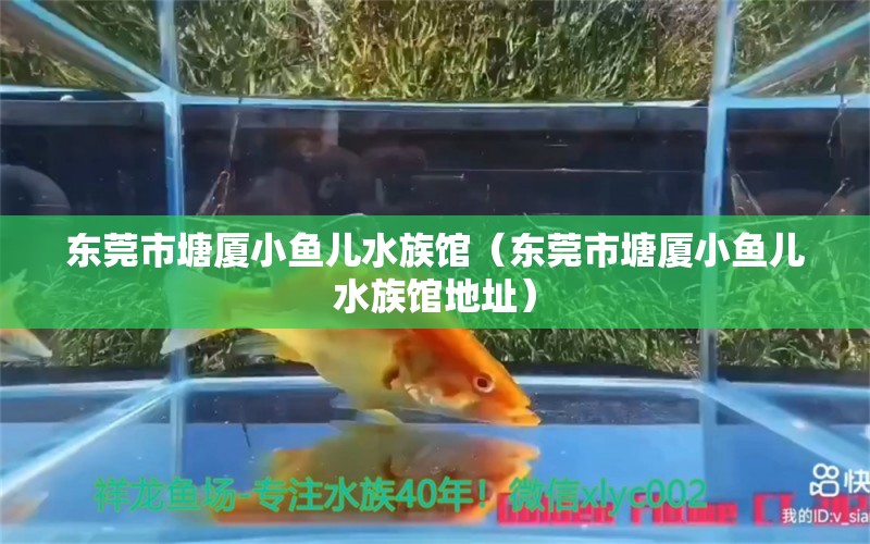 東莞市塘廈小魚兒水族館（東莞市塘廈小魚兒水族館地址） 全國水族館企業(yè)名錄