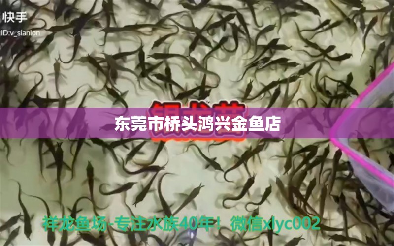 東莞市橋頭鴻興金魚店 全國水族館企業(yè)名錄