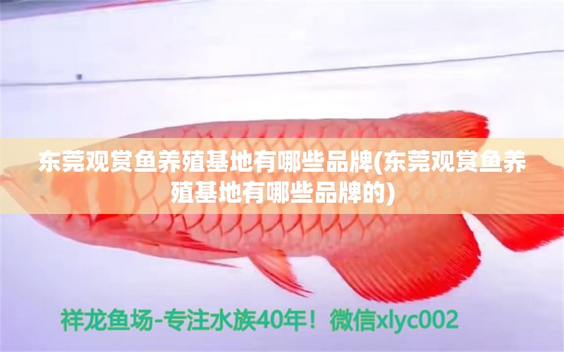 東莞觀賞魚養(yǎng)殖基地有哪些品牌(東莞觀賞魚養(yǎng)殖基地有哪些品牌的) 稀有紅龍品種