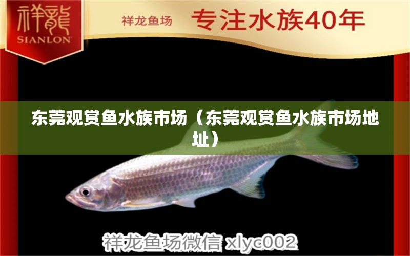 東莞觀賞魚水族市場(chǎng)（東莞觀賞魚水族市場(chǎng)地址）