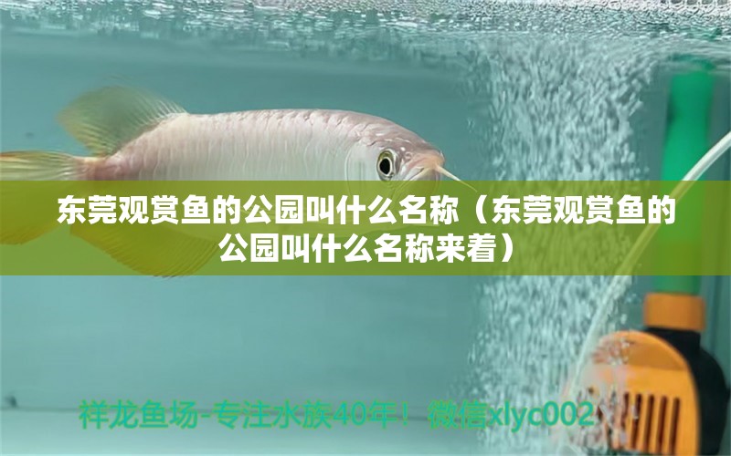 東莞觀賞魚的公園叫什么名稱（東莞觀賞魚的公園叫什么名稱來著） 祥龍傳奇品牌魚缸