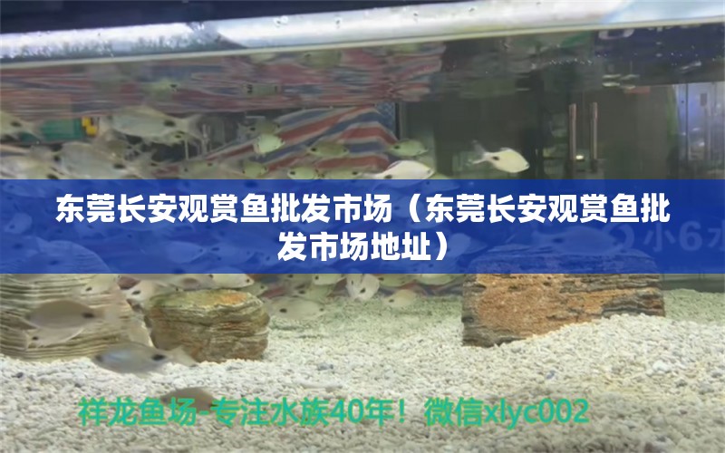 東莞長(zhǎng)安觀賞魚批發(fā)市場(chǎng)（東莞長(zhǎng)安觀賞魚批發(fā)市場(chǎng)地址） 觀賞魚批發(fā)