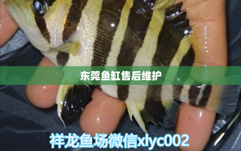 東莞魚缸售后維護(hù)