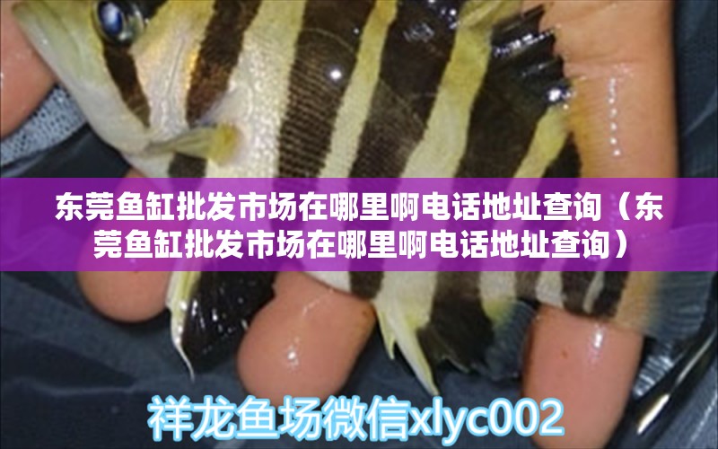 東莞魚缸批發(fā)市場(chǎng)在哪里啊電話地址查詢（東莞魚缸批發(fā)市場(chǎng)在哪里啊電話地址查詢）