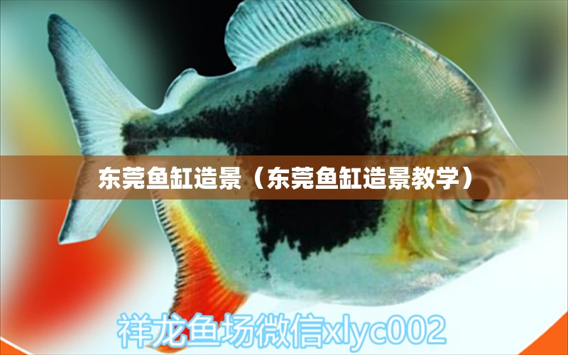 東莞魚缸造景（東莞魚缸造景教學） 其他品牌魚缸