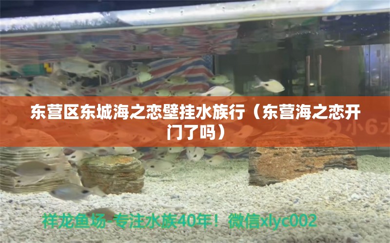 東營區(qū)東城海之戀壁掛水族行（東營海之戀開門了嗎） 全國水族館企業(yè)名錄