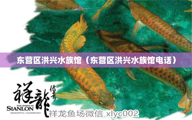 東營(yíng)區(qū)洪興水族館（東營(yíng)區(qū)洪興水族館電話） 全國(guó)水族館企業(yè)名錄