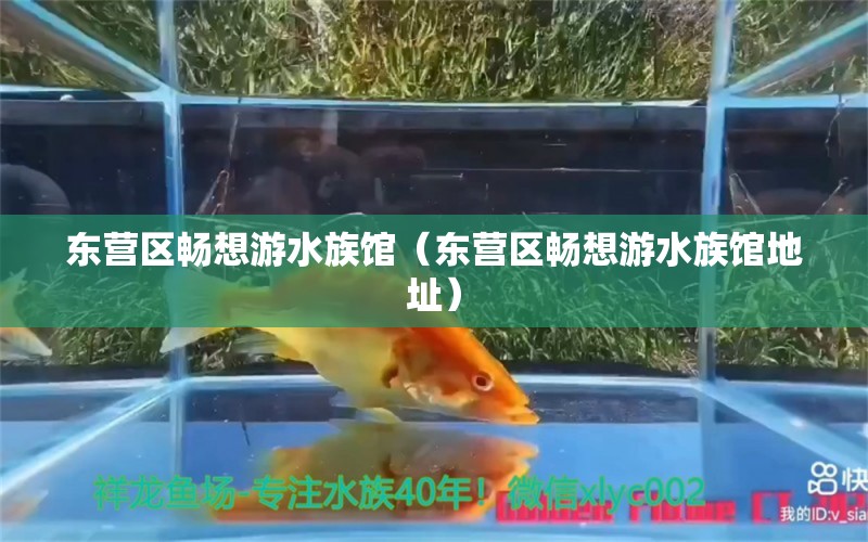 東營區(qū)暢想游水族館（東營區(qū)暢想游水族館地址）