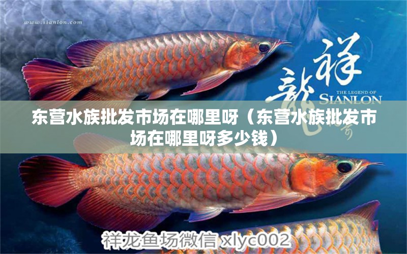 東營(yíng)水族批發(fā)市場(chǎng)在哪里呀（東營(yíng)水族批發(fā)市場(chǎng)在哪里呀多少錢(qián)）