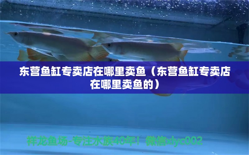 東營魚缸專賣店在哪里賣魚（東營魚缸專賣店在哪里賣魚的）