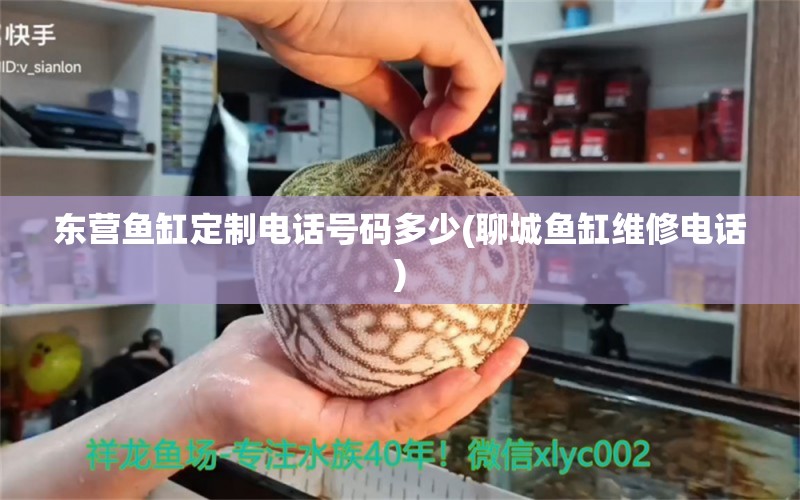 東營魚缸定制電話號碼多少(聊城魚缸維修電話) 馬拉莫寶石魚