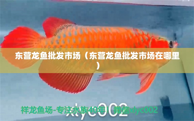 東營龍魚批發(fā)市場（東營龍魚批發(fā)市場在哪里） 龍魚批發(fā)