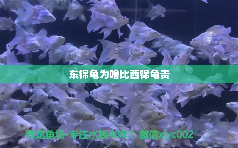 東錦龜為啥比西錦龜貴 巨骨舌魚 第2張