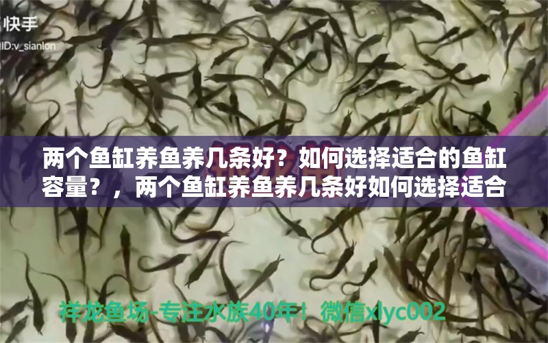 兩個(gè)魚缸養(yǎng)魚養(yǎng)幾條好？如何選擇適合的魚缸容量？，兩個(gè)魚缸養(yǎng)魚養(yǎng)幾條好如何選擇適合的魚缸容量 白子紅龍魚 第1張