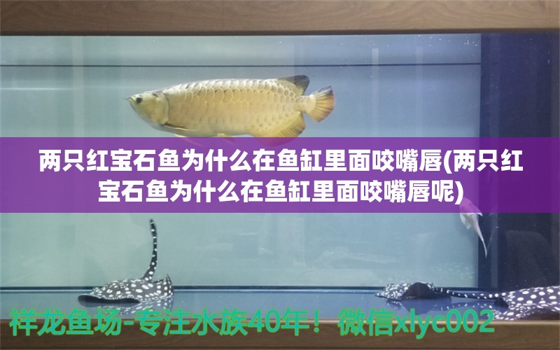 兩只紅寶石魚為什么在魚缸里面咬嘴唇(兩只紅寶石魚為什么在魚缸里面咬嘴唇呢) 翡翠鳳凰魚 第1張