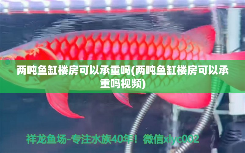 兩噸魚缸樓房可以承重嗎(兩噸魚缸樓房可以承重嗎視頻) 斑馬鴨嘴魚