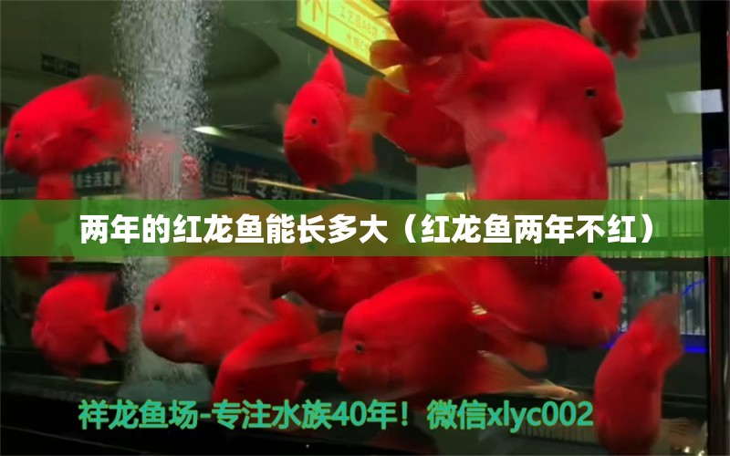 兩年的紅龍魚(yú)能長(zhǎng)多大（紅龍魚(yú)兩年不紅）