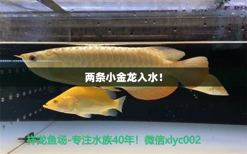 兩條小金龍入水！ 觀賞魚論壇 第3張